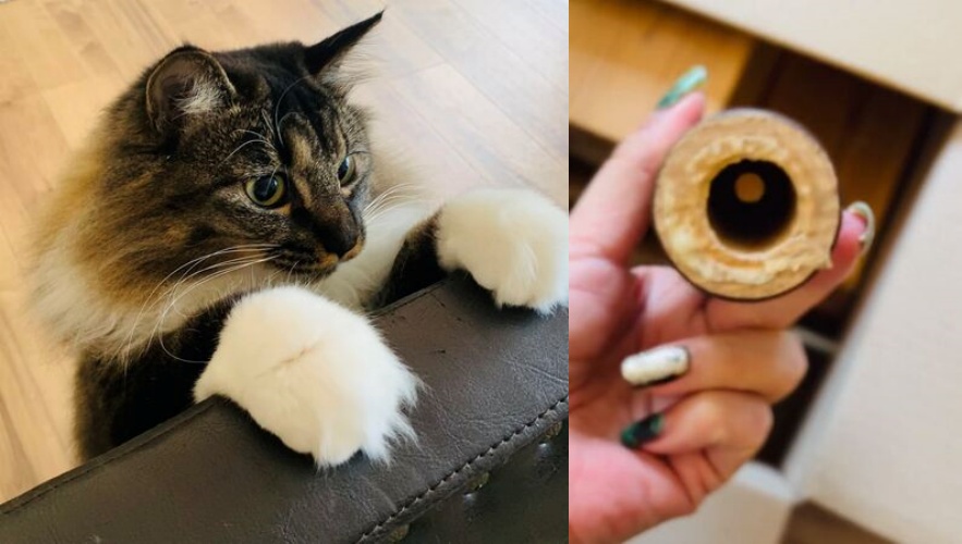 這不是玩具!日本漫畫家家中驚見「12公分螺絲失竊案」主嫌竟是愛貓。(翻攝自X/nyorozo)