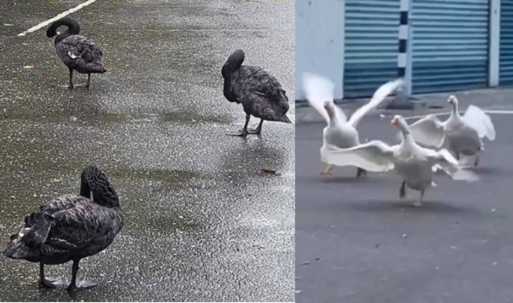 山陀兒登陸前，已有「三頭鵝」（右）及「三坨鵝」（左）搶先亮相。（翻攝自臉書 @武陵農場 Wuling Farm／＠Yen Lin Chen）