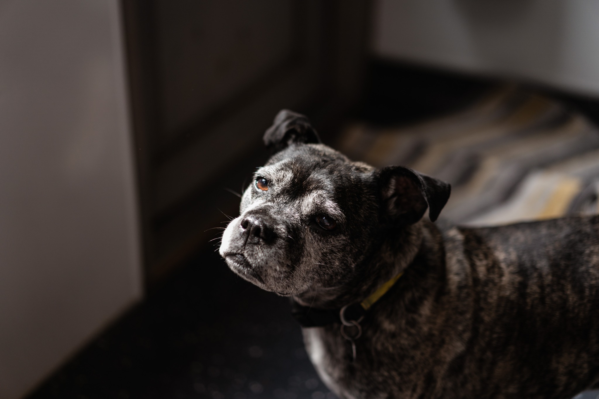 英國一隻狗狗被殘忍遺棄，身旁只有一張紙條寫著「這一切我都不要了」。（翻攝自臉書Dogs Trust）
