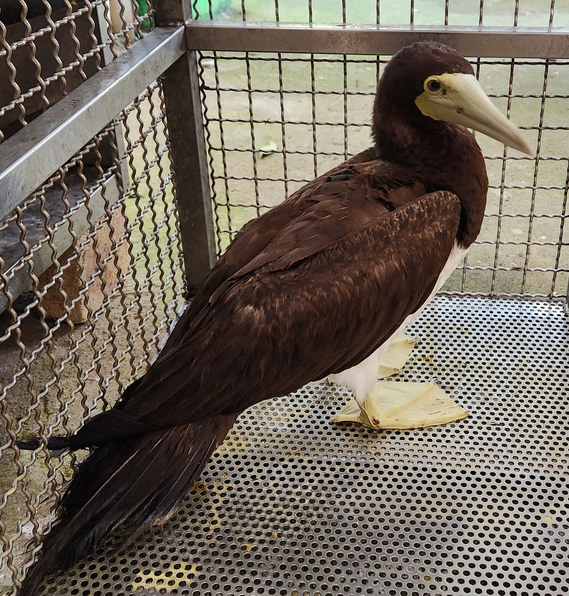 白腹鰹鳥可以輕易從高空斜向俯衝入海，獵捕水中魚蝦等小型生物。（新北動保處提供）