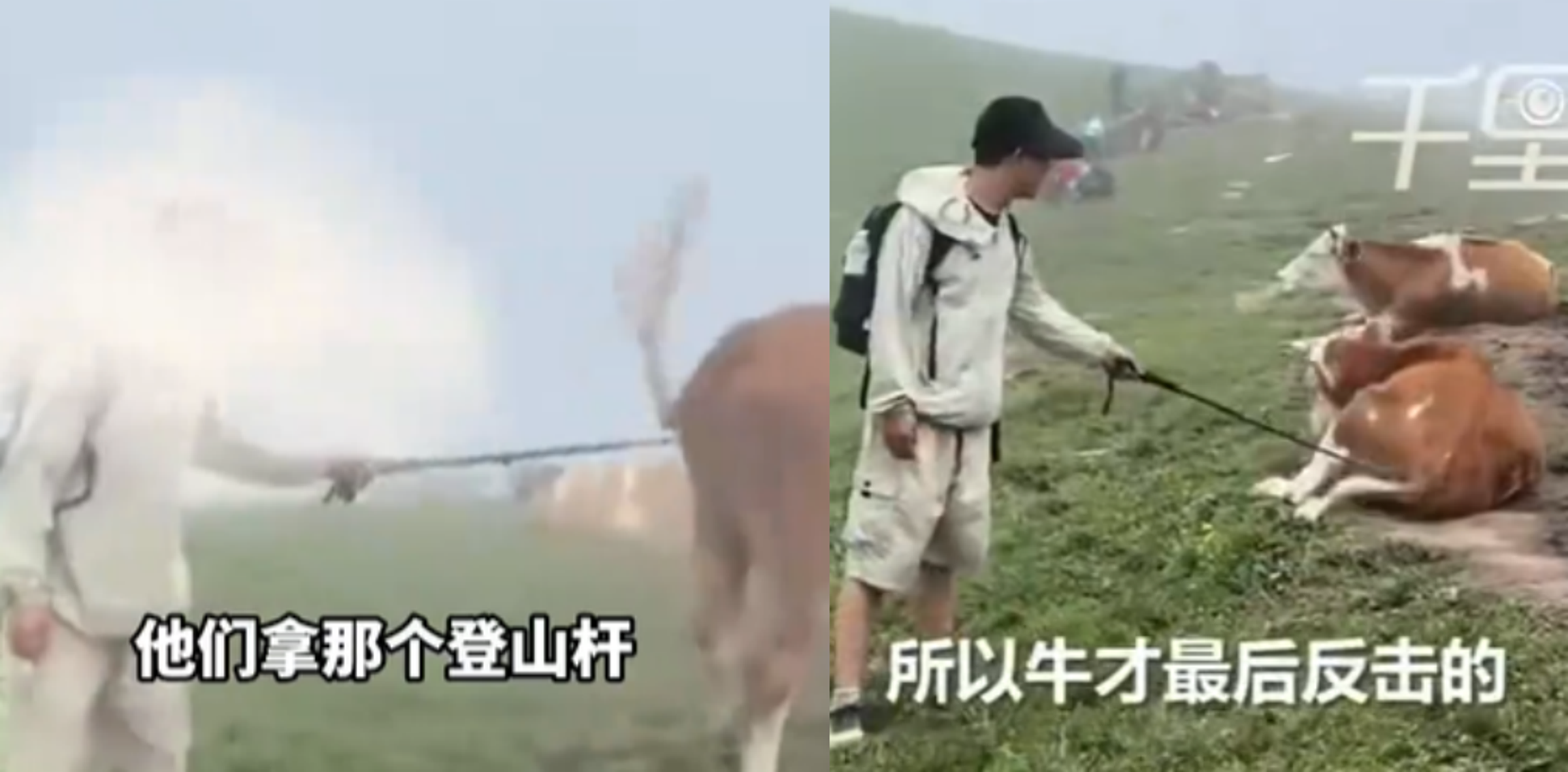 該名遊客用登山杖敲牛屁股。(翻攝自微博)