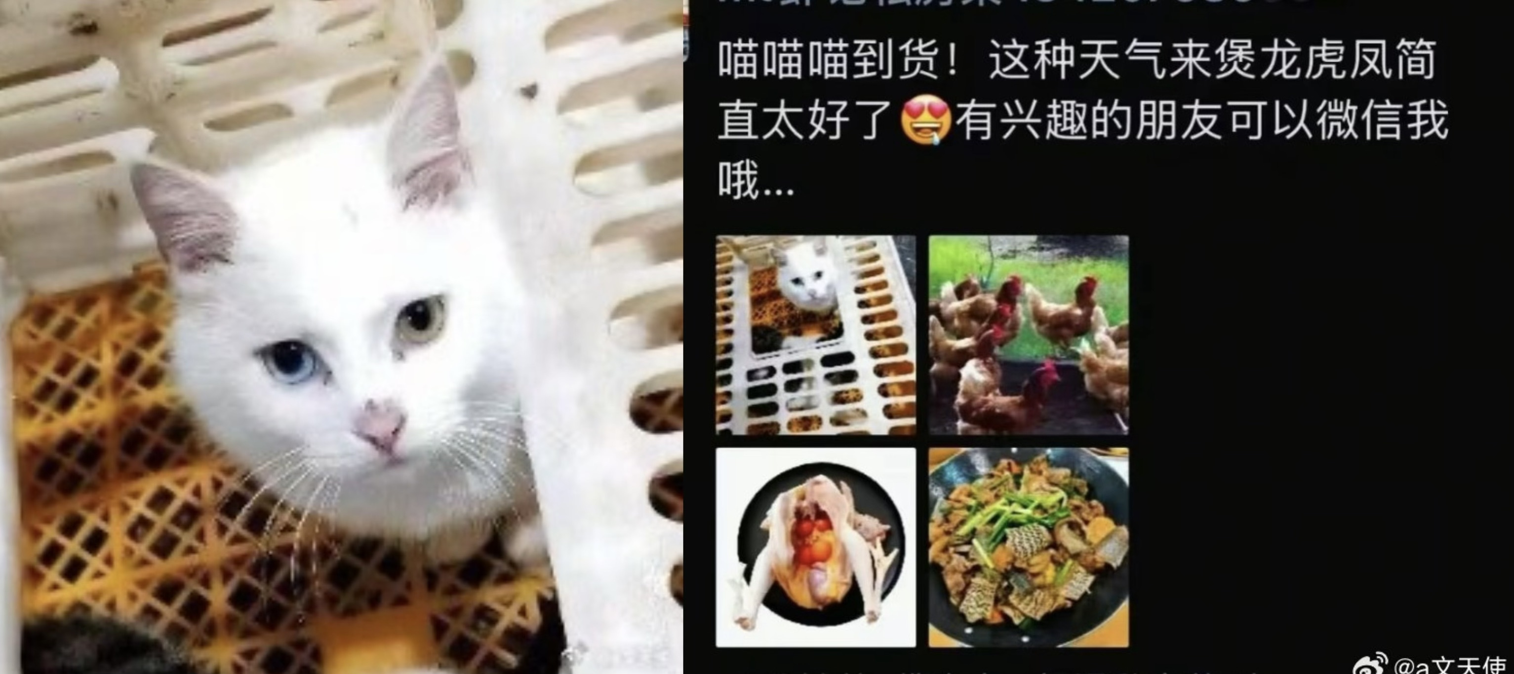 廣東佛山一家私廚被爆出宰殺活貓烹製「龍虎鳳」。（翻攝自微博）