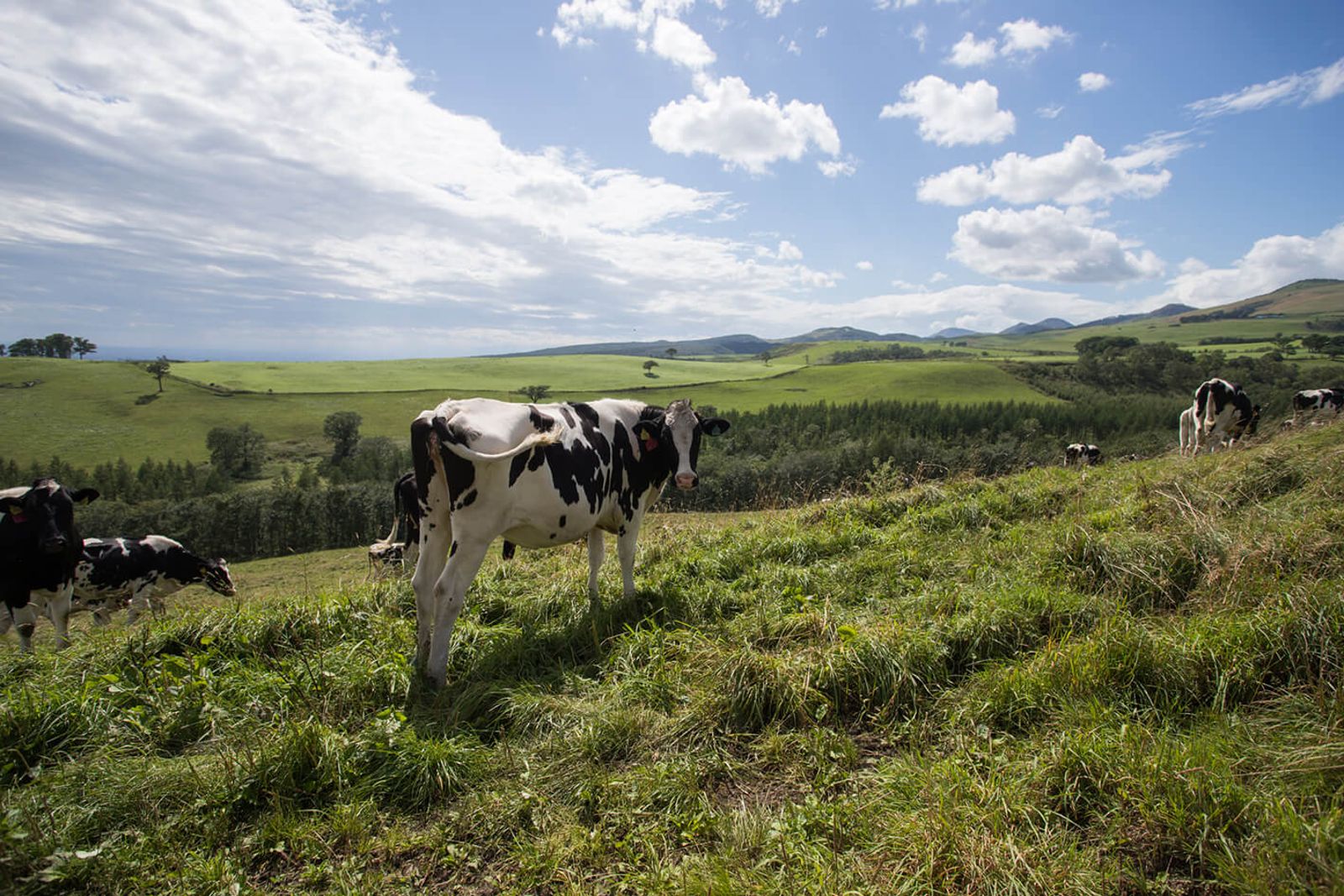 牧場將小乳牛進行飼養，達生產年齡便還給飼主。（翻攝北海道官方旅遊網站）