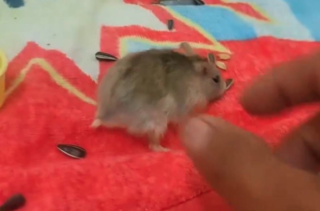 這隻小倉鼠因咬了一口逗弄牠的男子，隨即被其暴力摔至牆壁。（翻攝畫面）