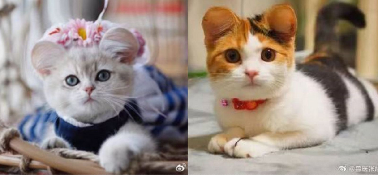 近來一些中國飼主將寵物的耳朵整成「米奇耳」。（圖／翻攝微博）