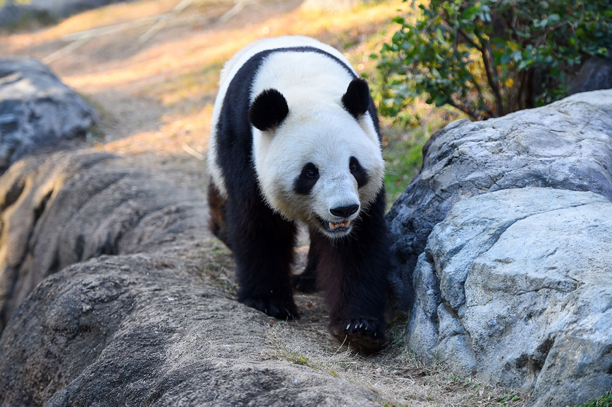 上野動物園的貓熊將於明年1月全數返還中國，日本可能出現「零貓熊」的局面。（翻攝上野動物園網站）