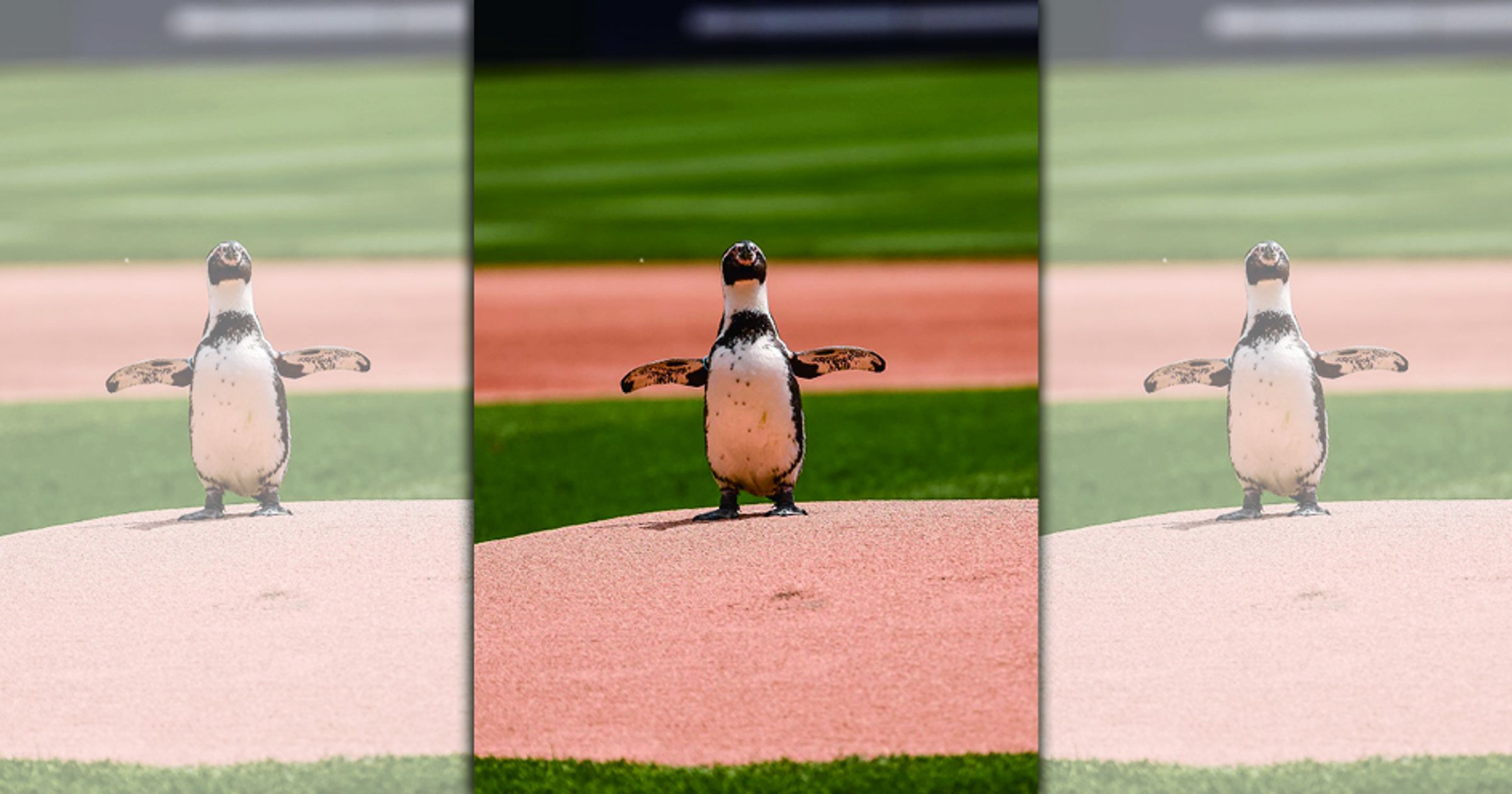 白襪隊開球嘉賓是一隻洪堡企鵝。（翻攝X@whitesox）