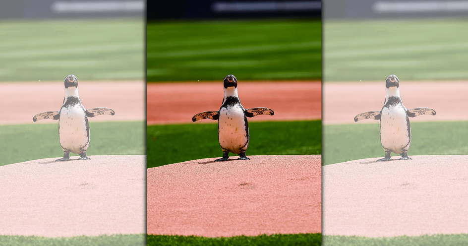 白襪隊開球嘉賓是一隻洪堡企鵝。（翻攝X@whitesox）