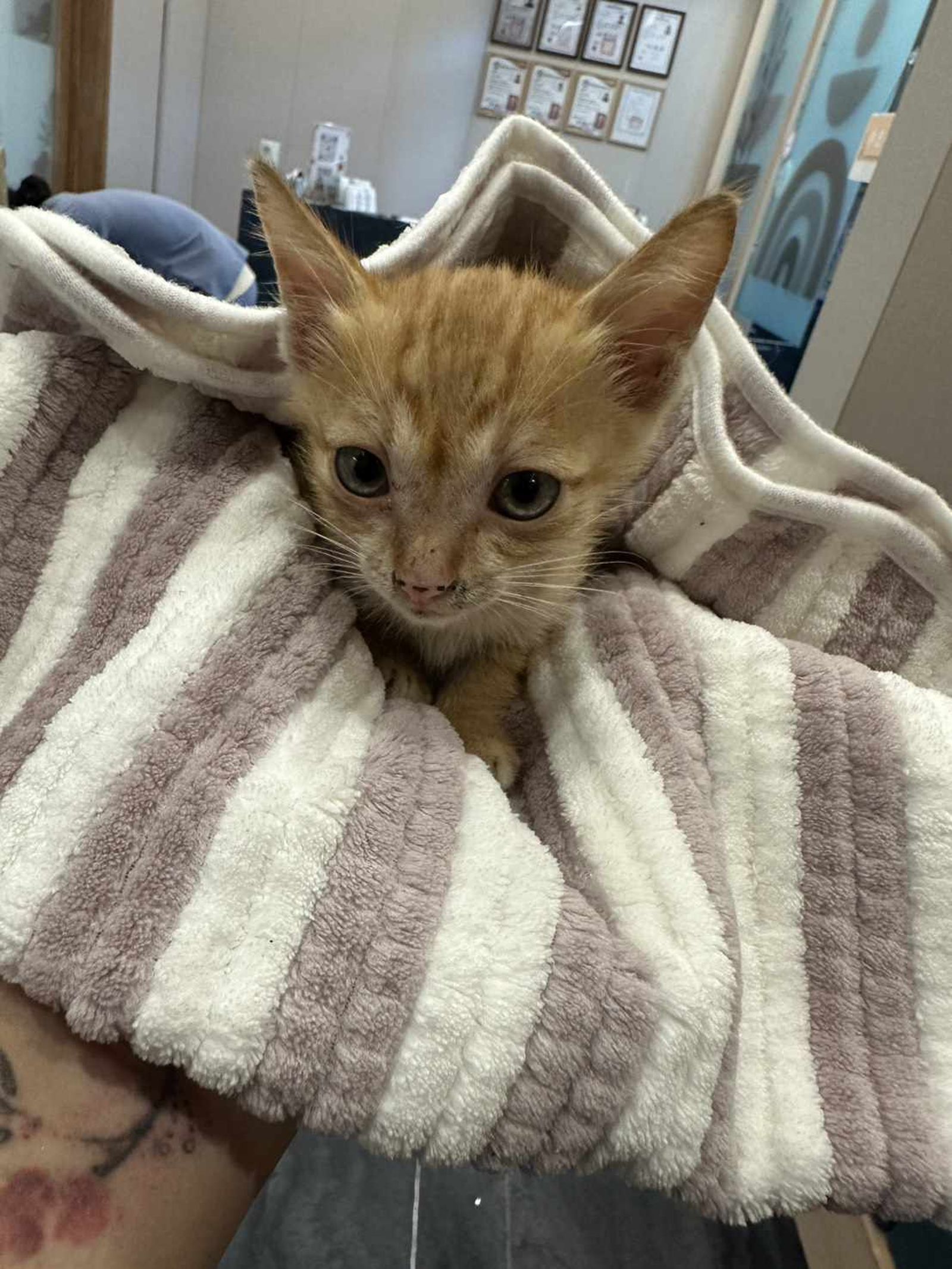 動保處稽查後，認定5隻貓遭卓男遺棄，至少開罰15萬元，並將該案移送雄檢偵辦。（圖／白喬茵辦公室提供）