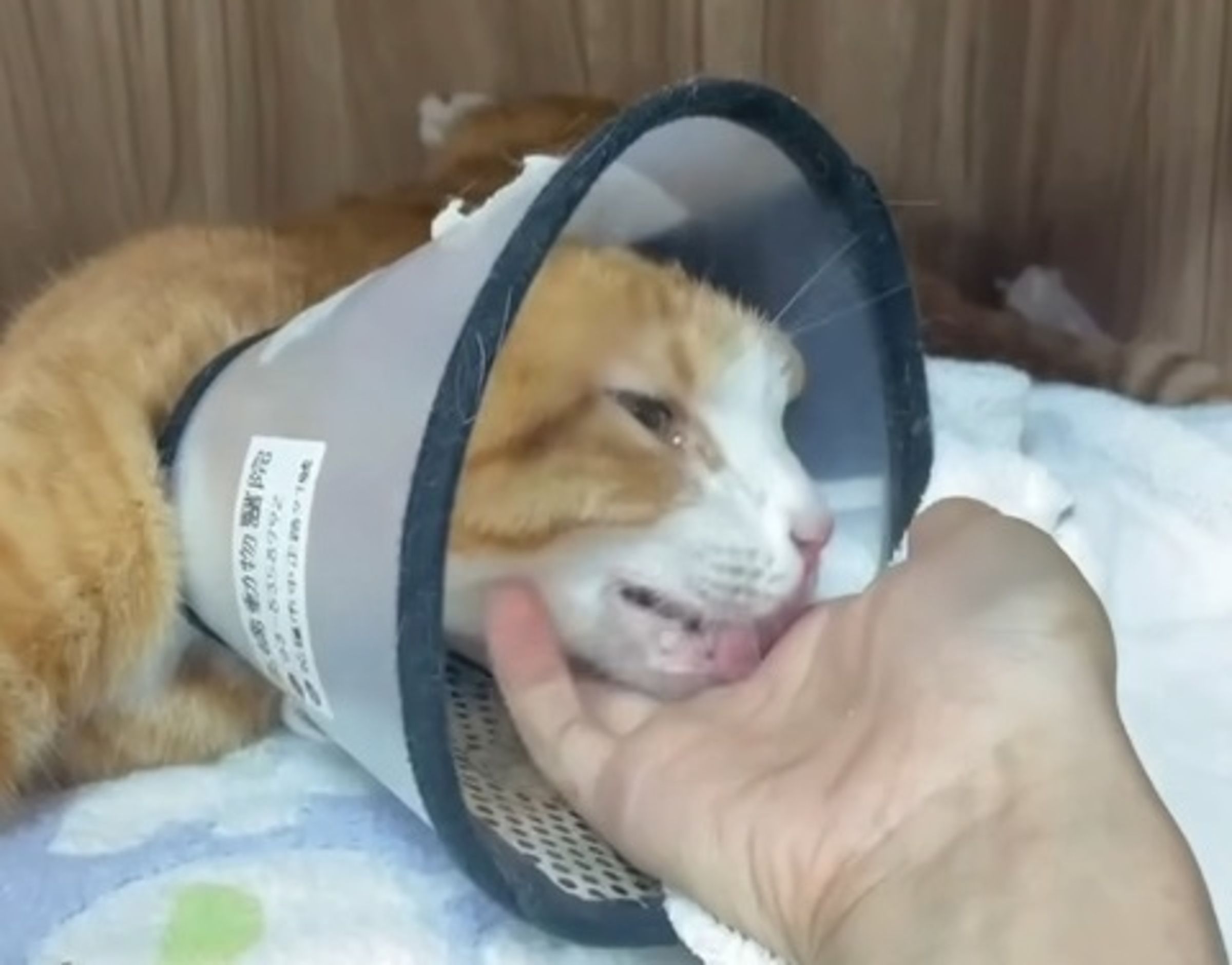 康老師愛貓「貓咪」住院恢復中,動物醫院分享牠休養的影片。(翻攝自高橋動物醫院臉書)