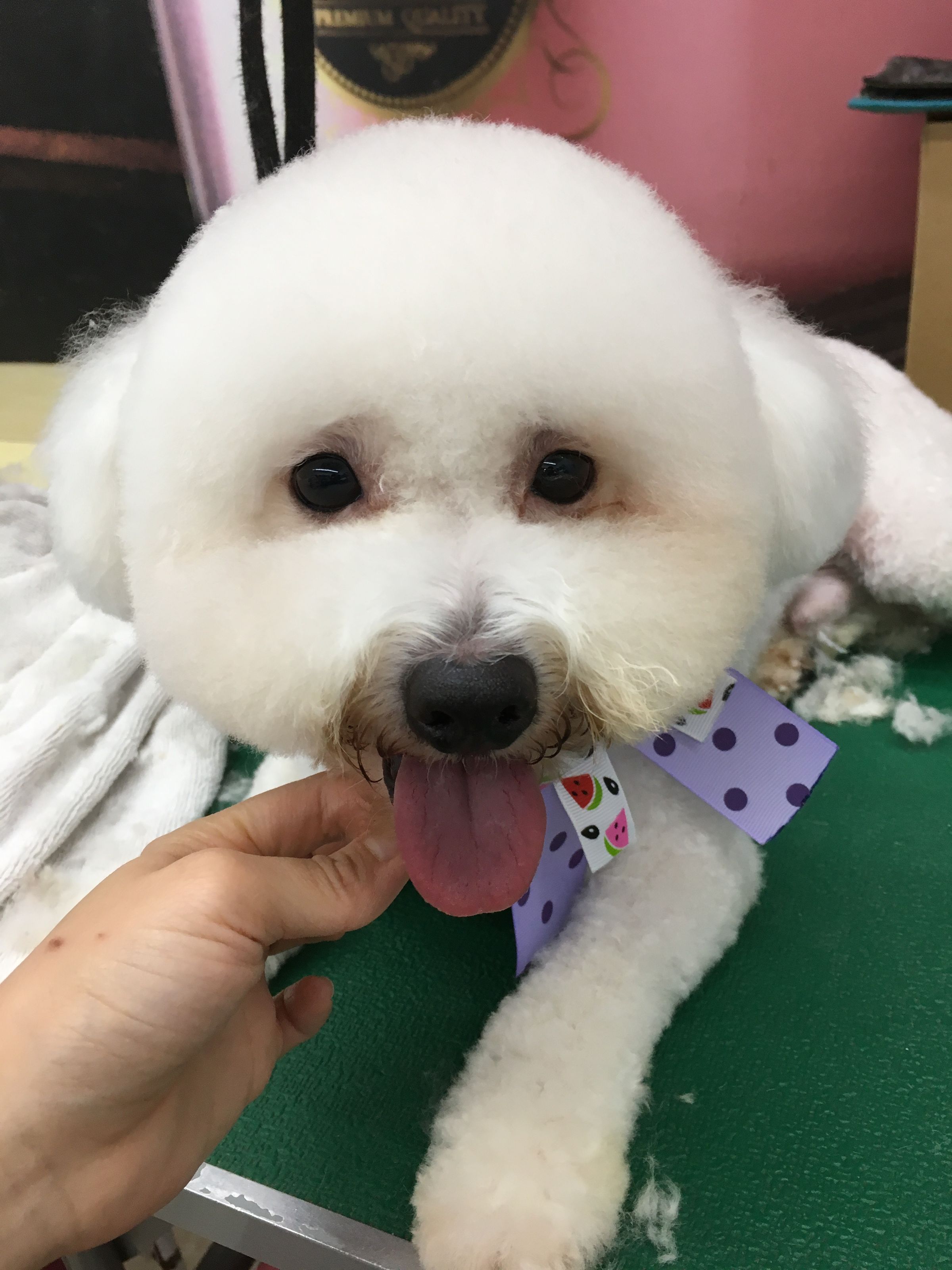 飼主對美容後有期望中的外觀記得先與美容師討論。(新北動保處提供)