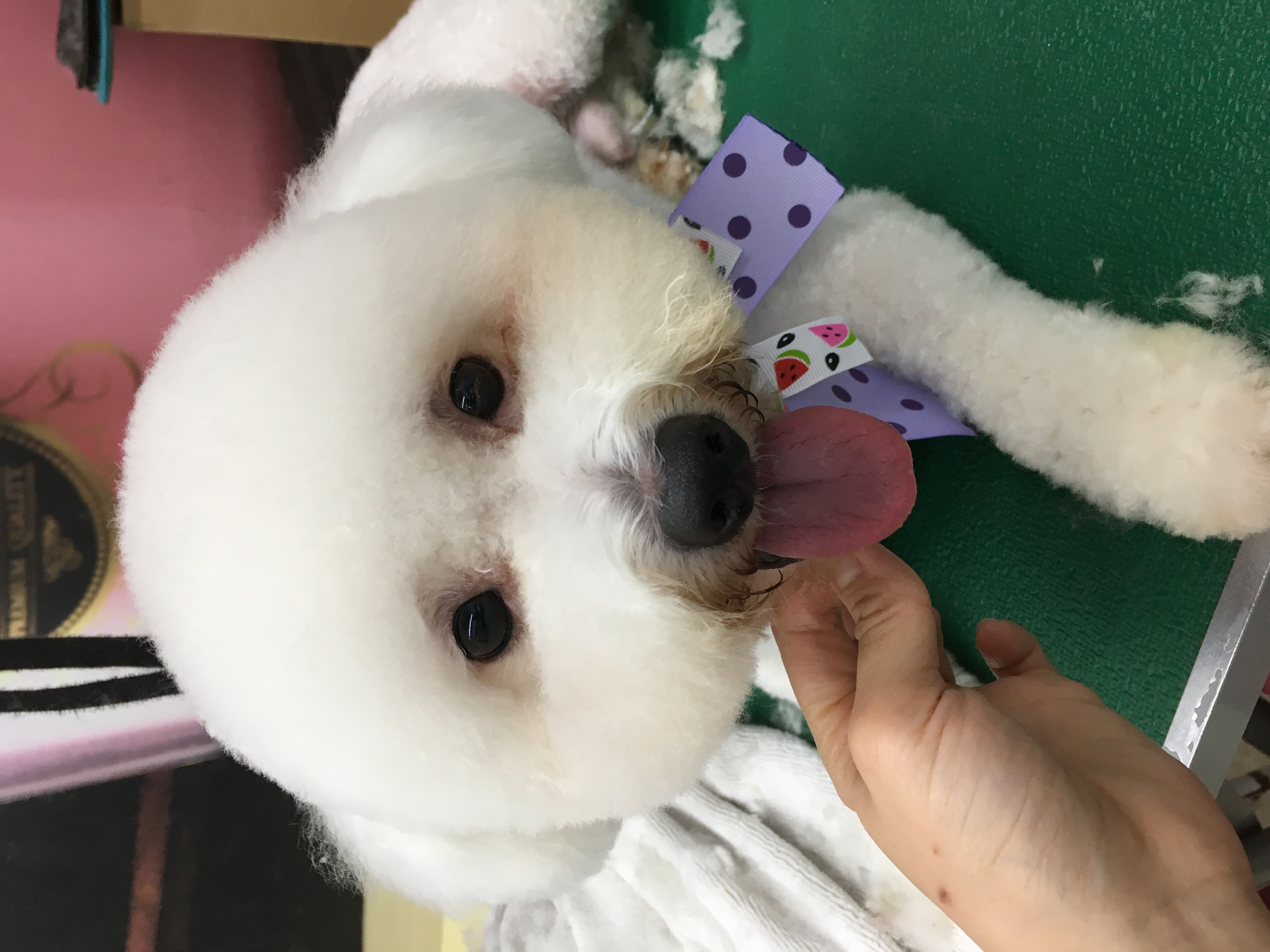 飼主對美容後有期望中的外觀記得先與美容師討論。(新北動保處提供)