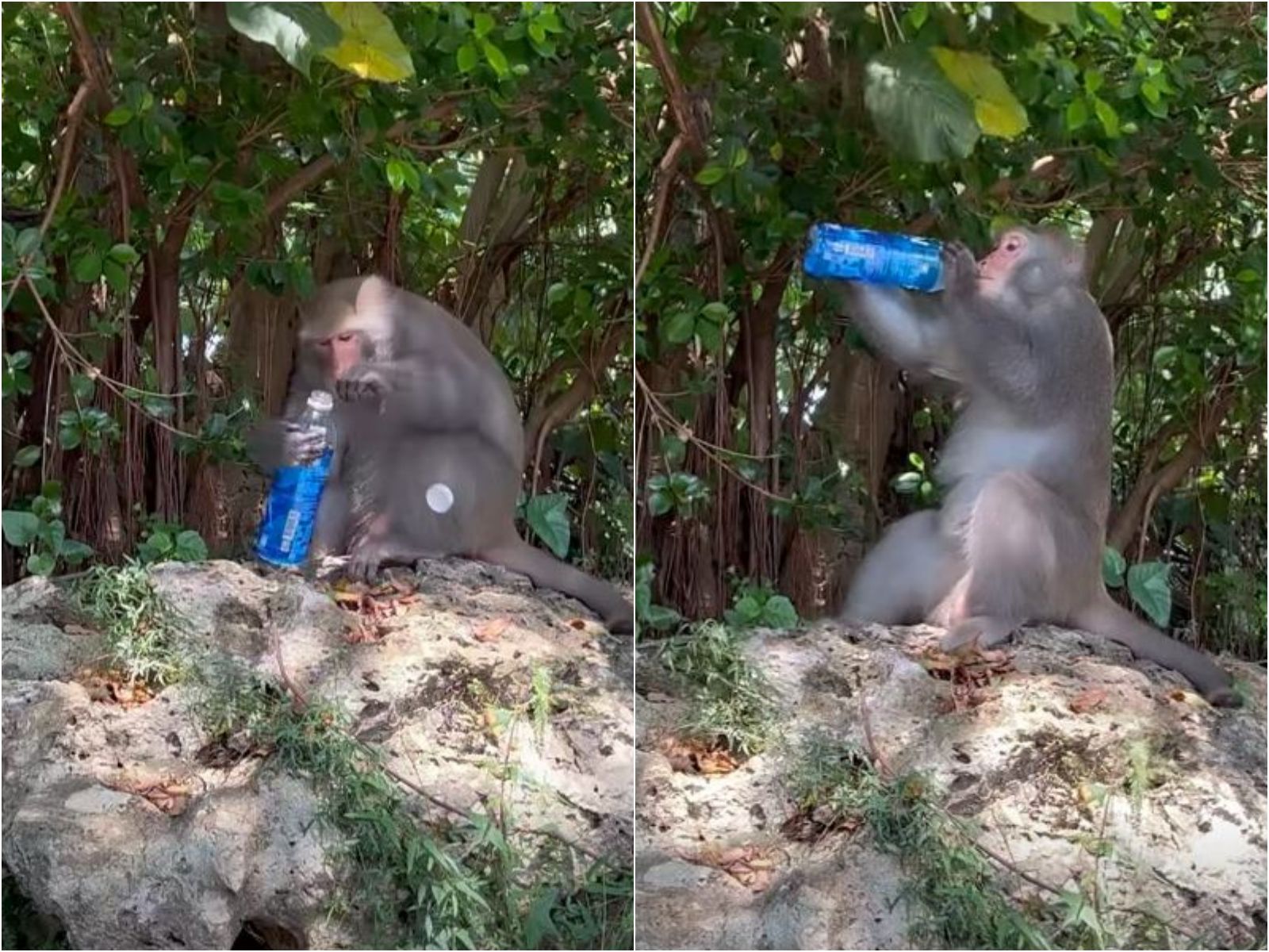 壽山獼猴又進化了!流暢開瓶「咕嚕暢飲」 網笑喊:可以幫我上班嗎