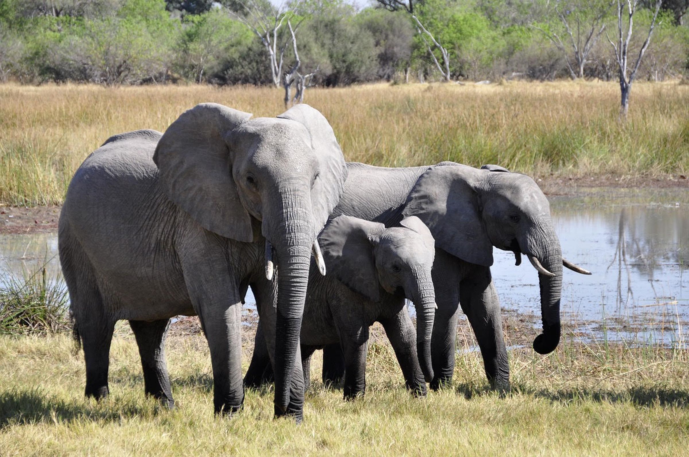 斯里蘭卡「雅拉國家公園」（Yala National Park）傳出一起大象攻擊遊客事件，幸好無人傷亡。（示意圖，Pixabay）