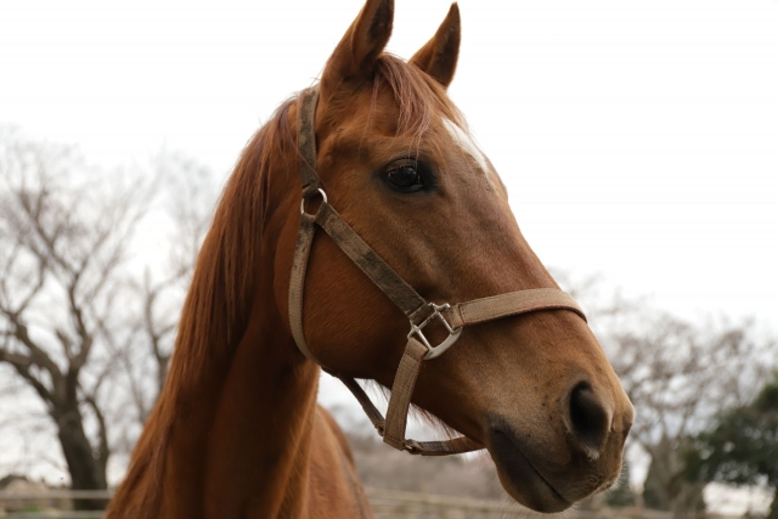 十二生肖之馬傳說大揭祕 神獸貶入凡間做牛「做馬」身世竟藏驚人故事