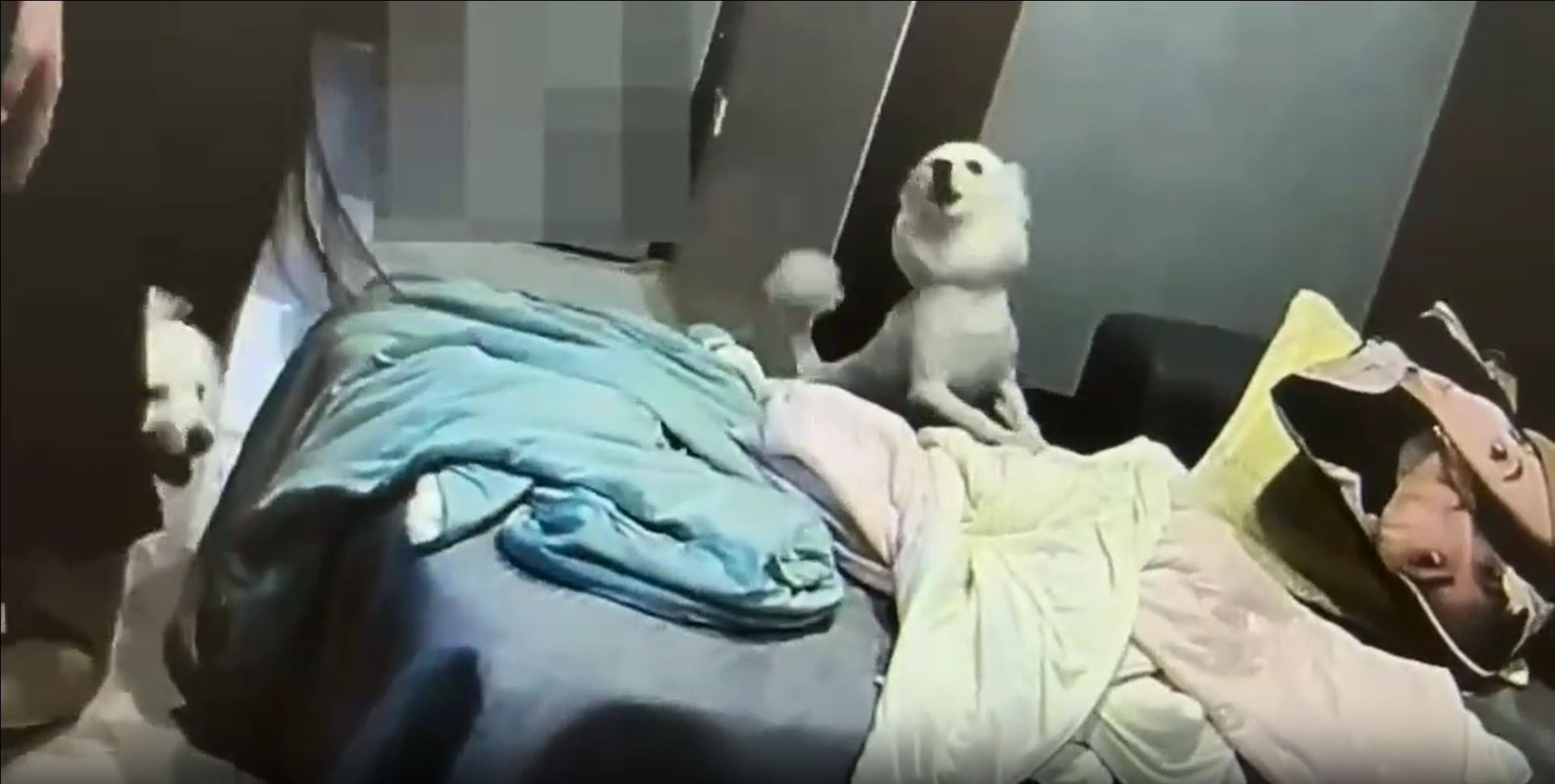 大同警分局員警上門處理夫妻口角，竟遭丈夫放狗咬傷。（大同分局提供）