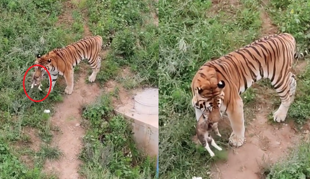 一隻流浪小貓誤闖動物園，結果慘遭老虎咬死。（翻攝自微博）