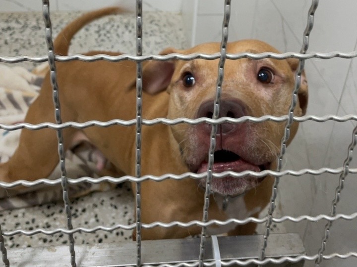 比特犬「Lucky」收容資訊曝光。（翻攝全國動物收容管理系統）