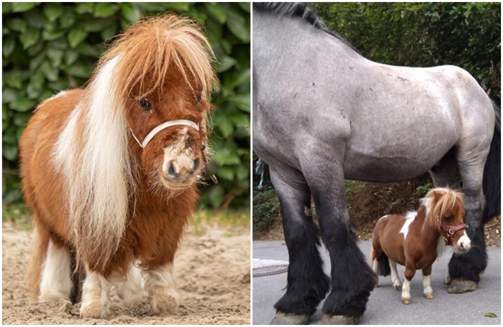 「噗姆可」身高只有52.6公分，打破金氏世界紀錄。（翻攝guinnessworldrecords.com）