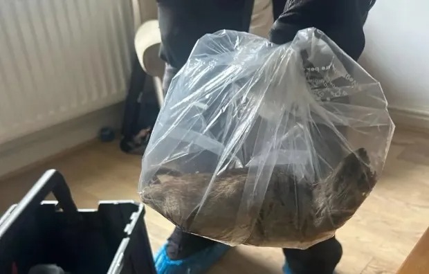 英國北約克郡爆鼠害，發現1隻（翻攝自David Taylor FB）
