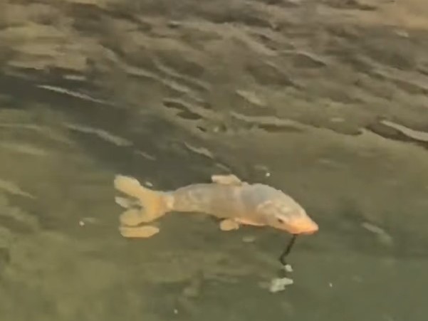 遊客餵魚時玉珮不慎落水,沒想到竟被錦鯉銜住。(翻攝自微博)