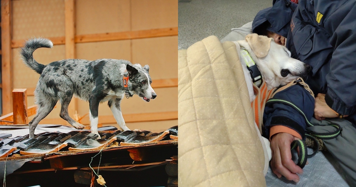 來自日本各地的28隻搜救犬加入搜救行列,希望能找到更多生還者。(翻攝自X@drdshizuoka、@ARROWS36899898)