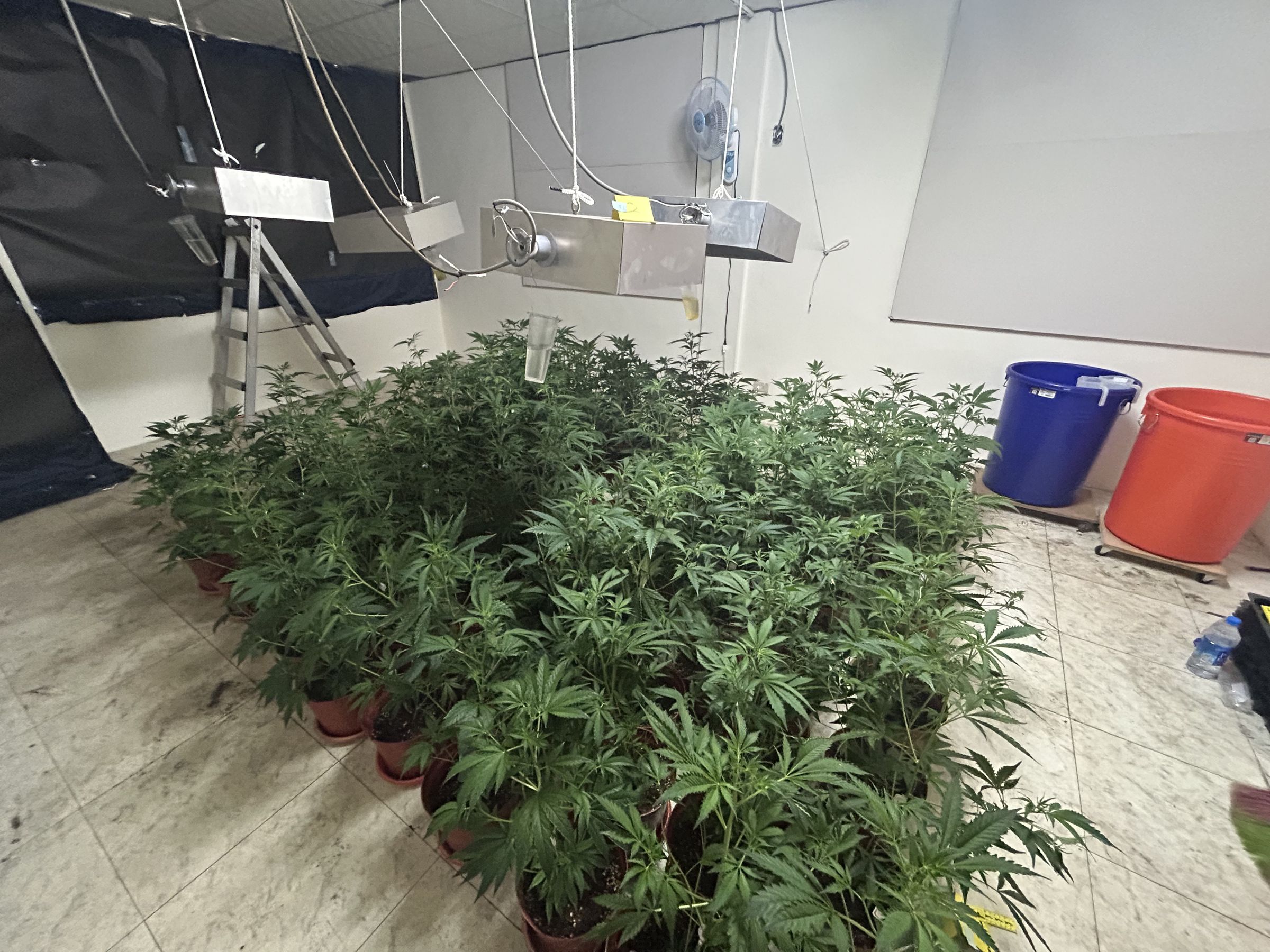 刑事警察局電信偵查大隊與台中、彰化警方聯手查獲一處隱藏的大麻種植場，該場所位於彰化縣和美鎮一間手搖飲店的樓上。（刑事警察局提供）
