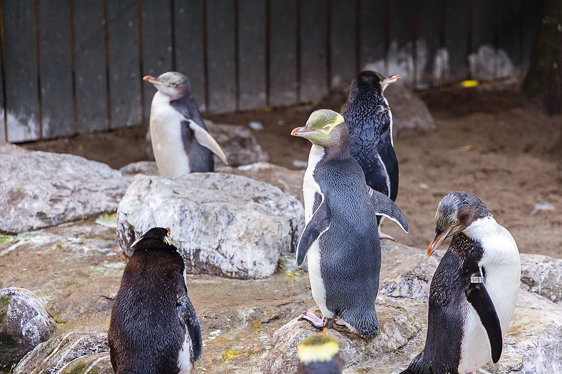 位於紐西蘭南島但尼丁東側的奧塔哥半島，是小藍企鵝、黃眼企鵝與峽灣冠企鵝的故鄉。