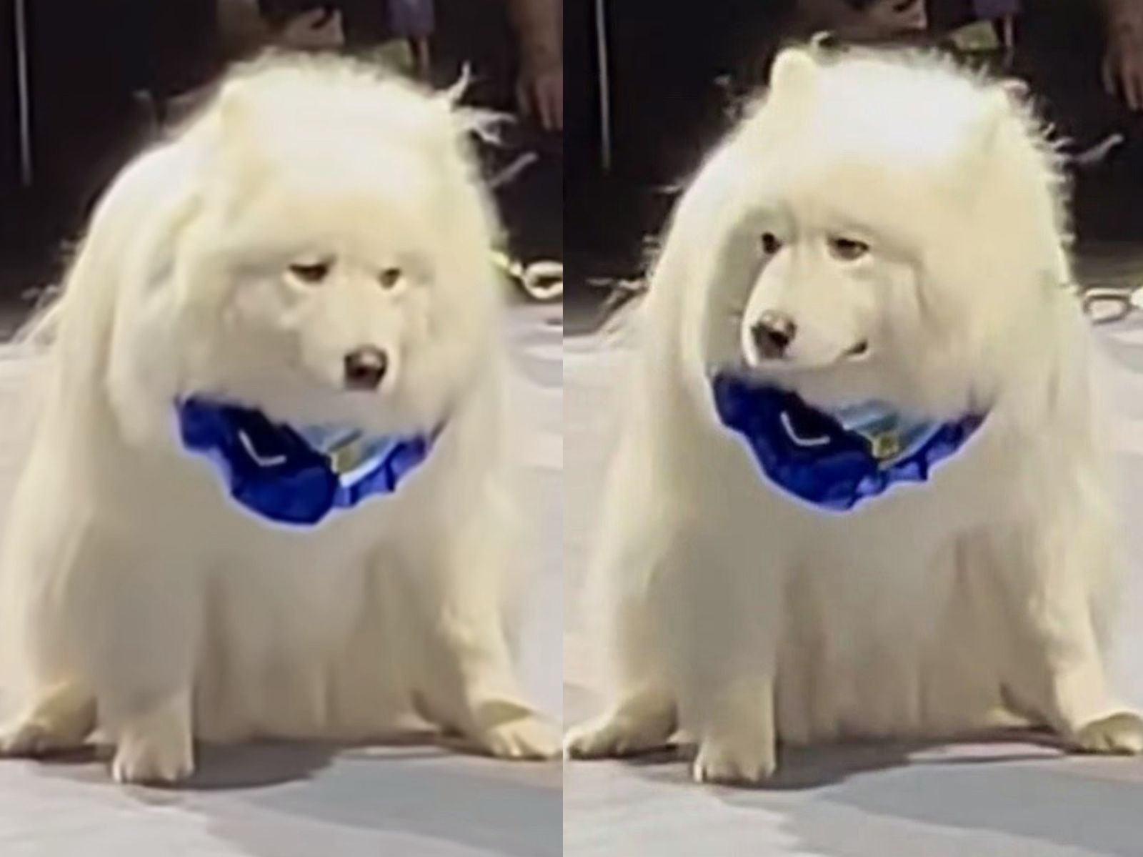 時裝週我來「拉」！薩摩耶走秀突然憋不住　網笑：秒變薩摩哀