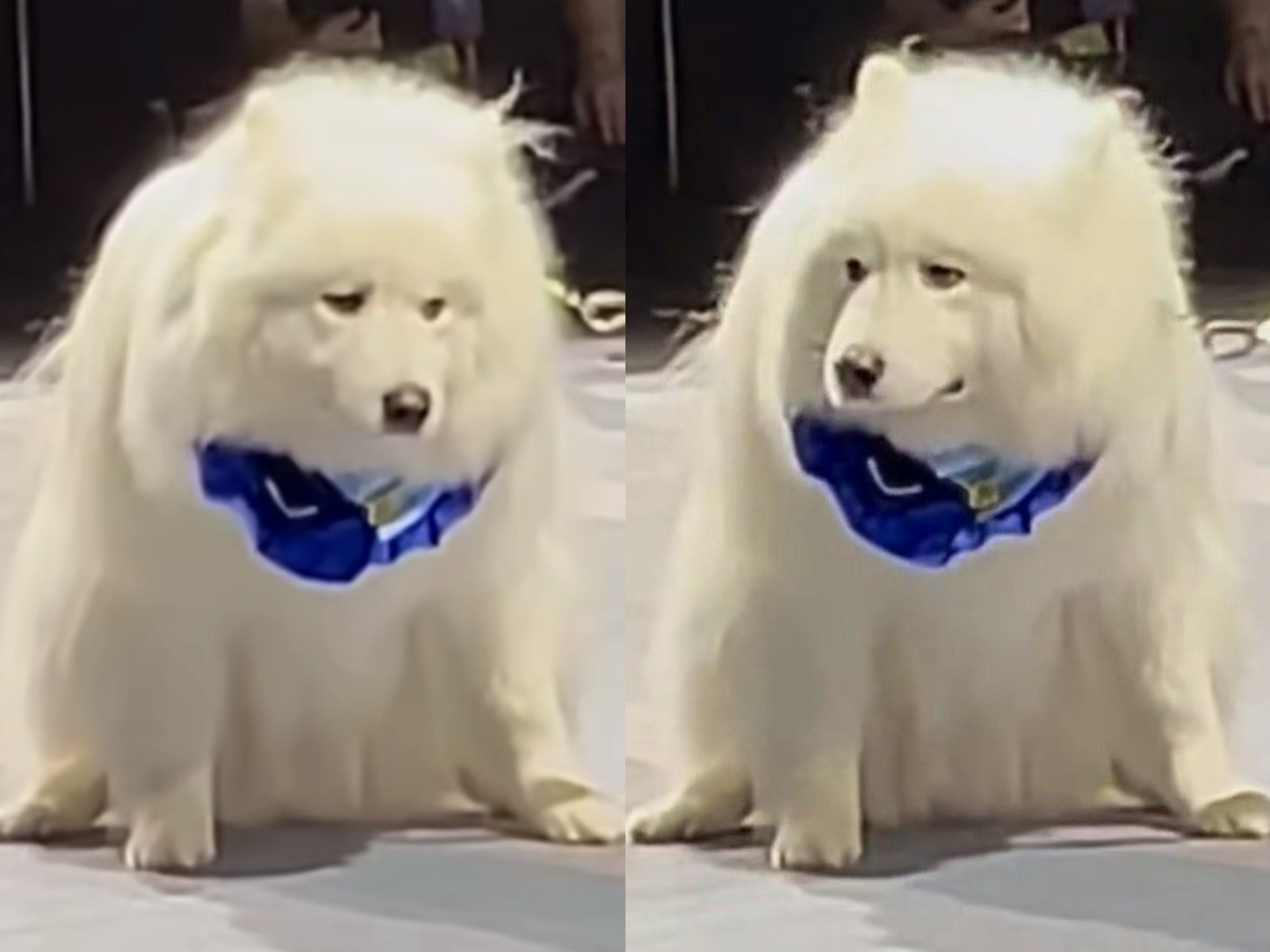 日前上海寵物時裝周，一隻薩摩耶在走T台時「憋不住」。（翻攝自微博）