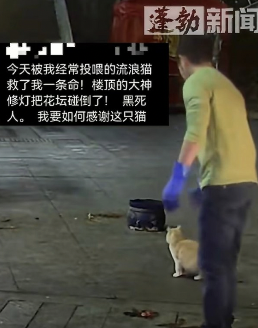 中國一名老闆因起身餵食流浪貓,奇蹟般躲過從二樓墜落的盆栽。(翻攝自微博)