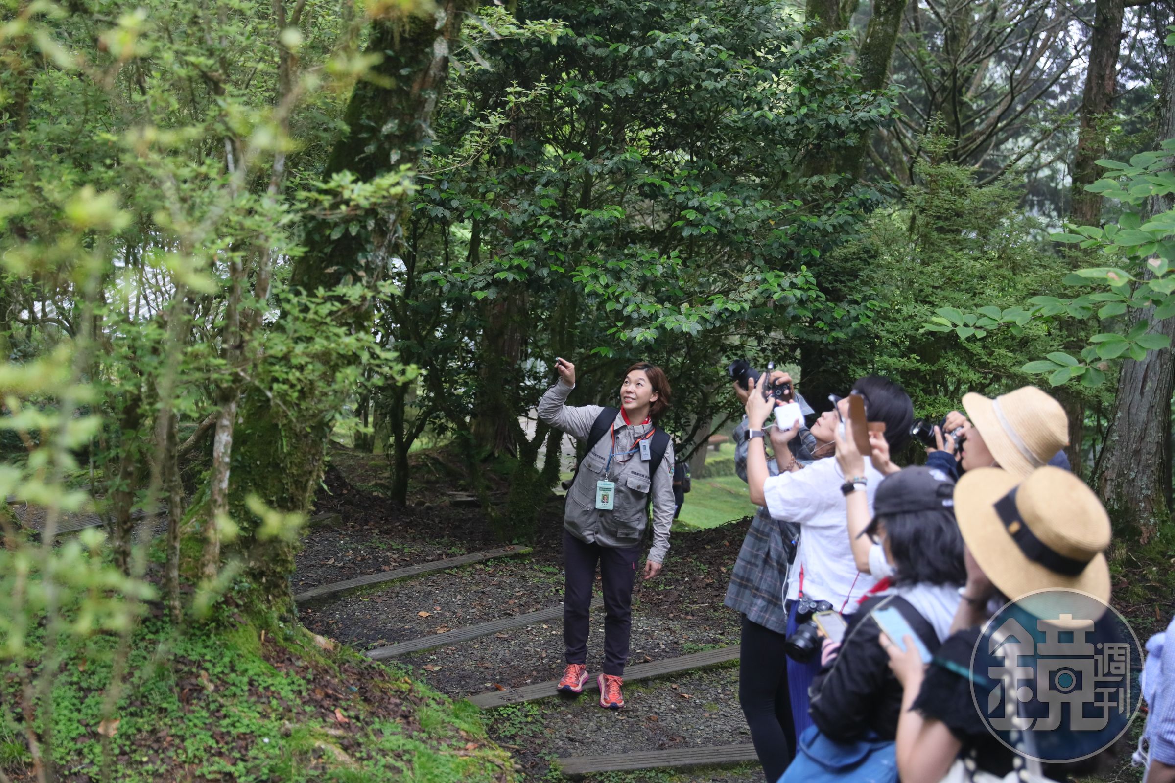 祝山車站停靠時間較長，會帶領遊客漫步高山植物園，來場淨化身心的森林浴。