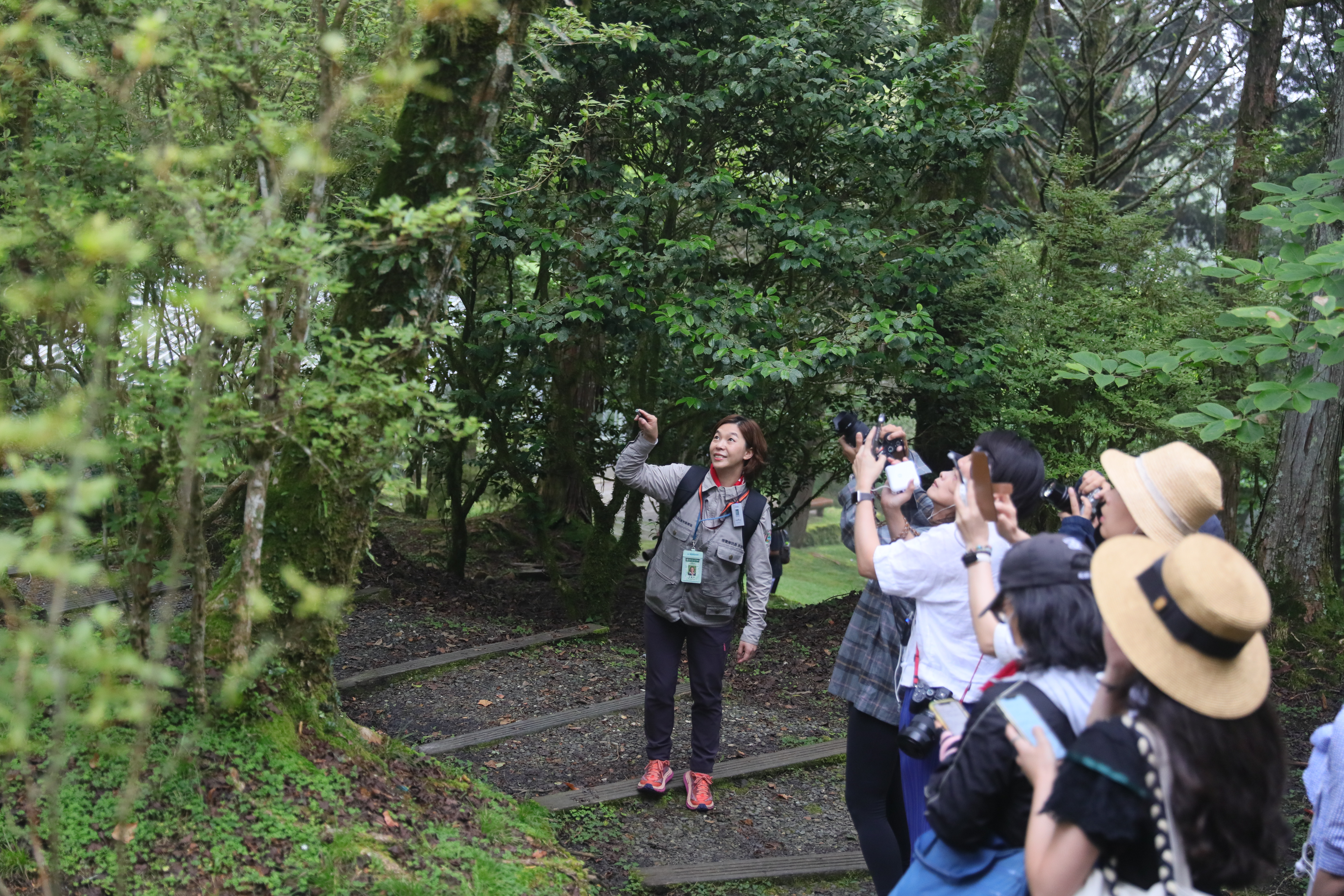 祝山車站停靠時間較長，會帶領遊客漫步高山植物園，來場淨化身心的森林浴。