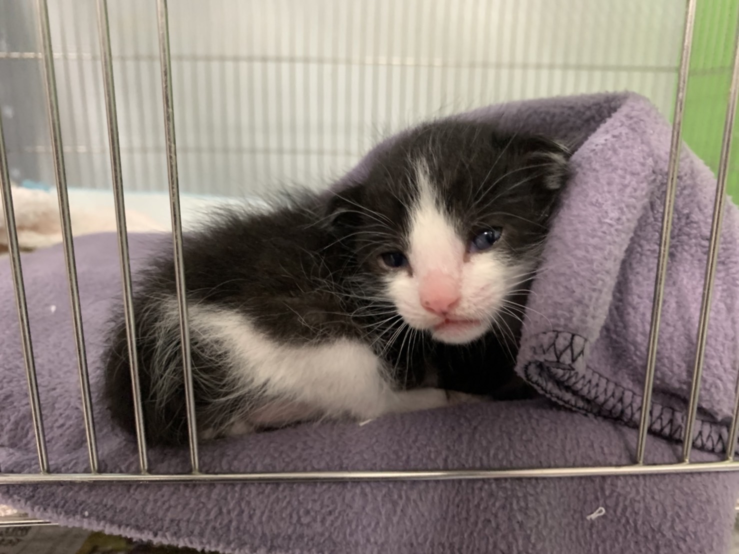 救出賓士幼貓後，動保處給予幼貓保溫及補充營養液。（新北動保處提供）