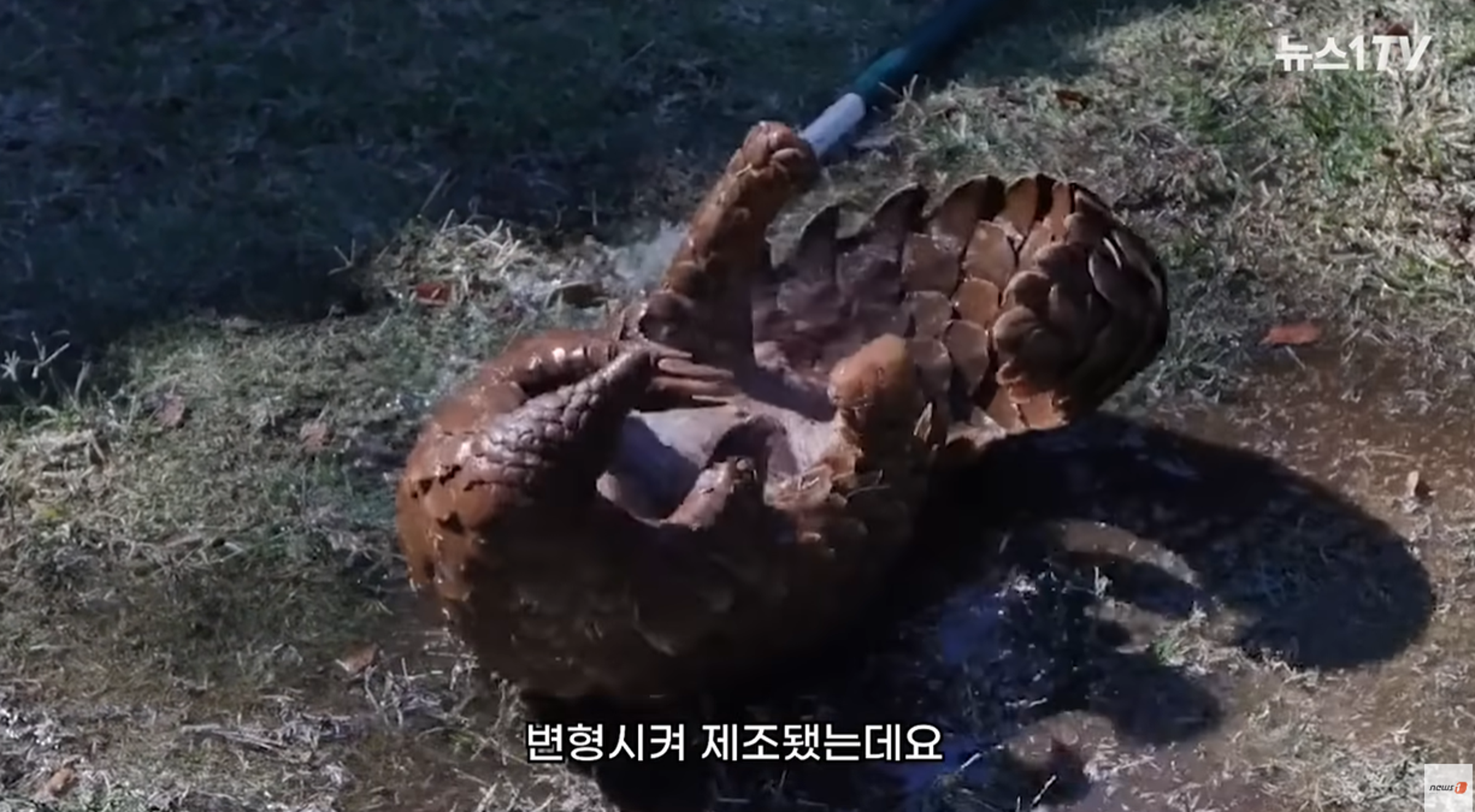 研究人員在馬來西亞穿山甲身體上的冠狀病毒，提煉出變異株「GX P2V」。（示意圖，翻自《NEWS 1》）