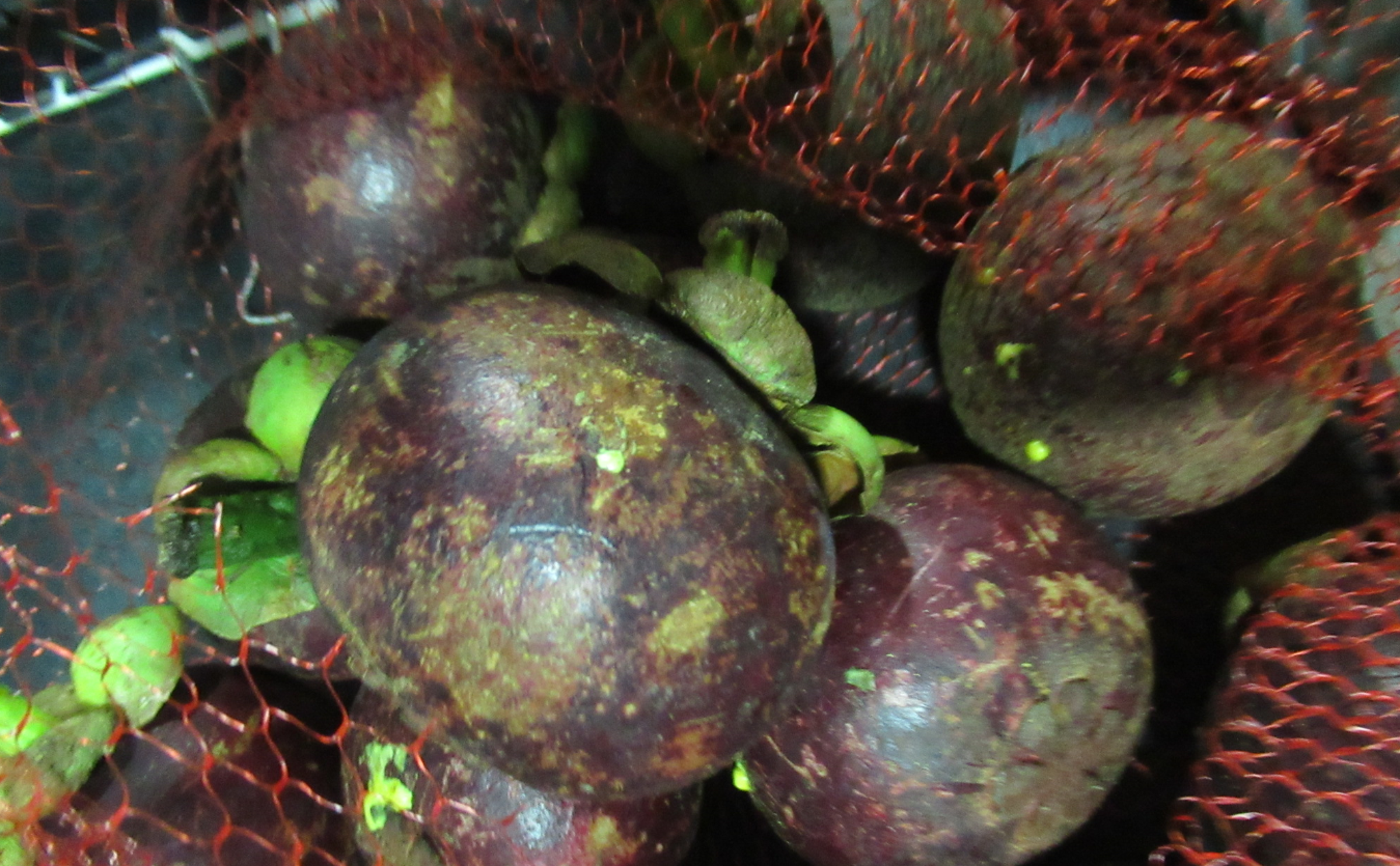 泰國出口「山竹FRESH MANGOSTEEN」檢出農藥殘留含量不符規定。(食藥署提供)
