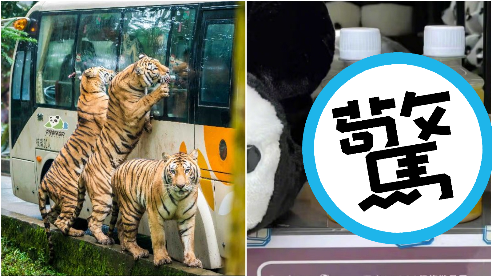 四川一處野生動物園園內販售老虎的小便，稱具有療效。圖非當事老虎。（合成圖；翻攝碧峰峽風景區官網、微博）