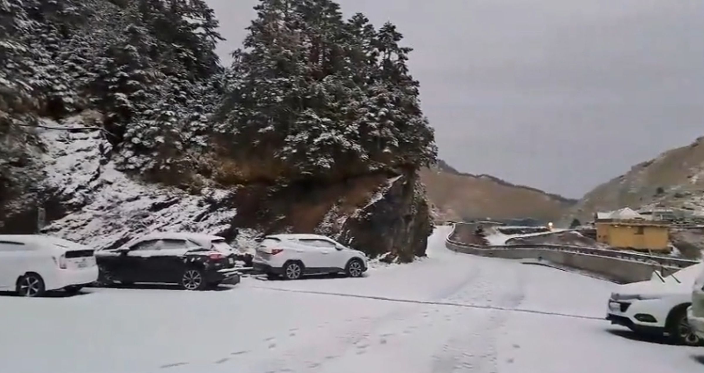 雪霰飄落一夜，銀白美景如糖霜覆蓋，樹木枝頭也披上白雪點綴，十分夢幻。（林業署南投分署提供）