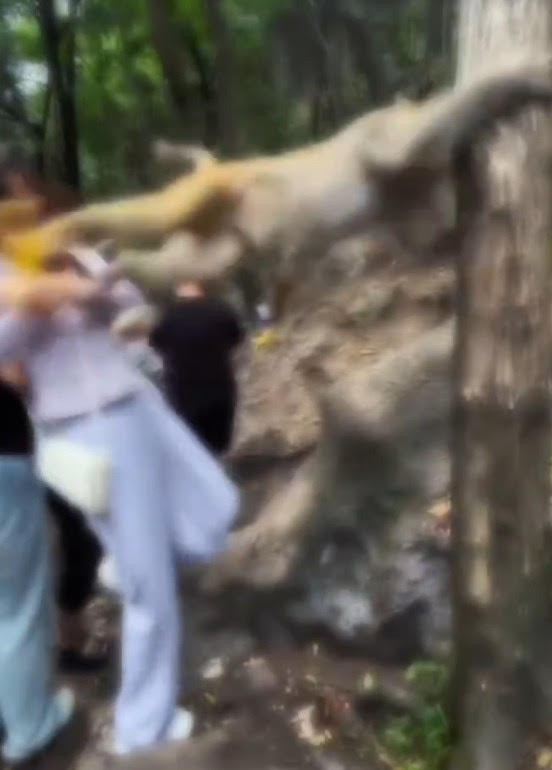 一名女遊客被野生獼猴飛踢,導致重心不穩往後跌入山谷。(翻攝微博)