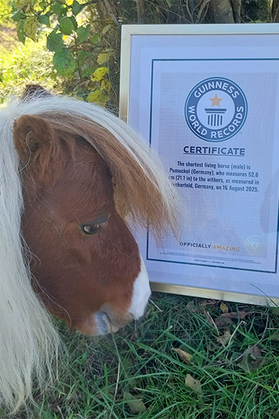 噗姆可憑52.6公分身高，打破金氏世界紀錄。（翻攝guinnessworldrecords.com）