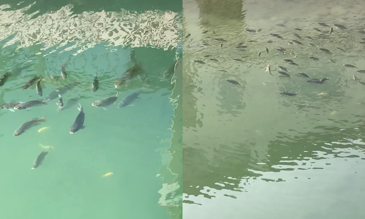 有民眾發現日月潭的台灣鯛大量「浮頭」，擔心是地震前兆。（翻攝自莊涼火臉書）