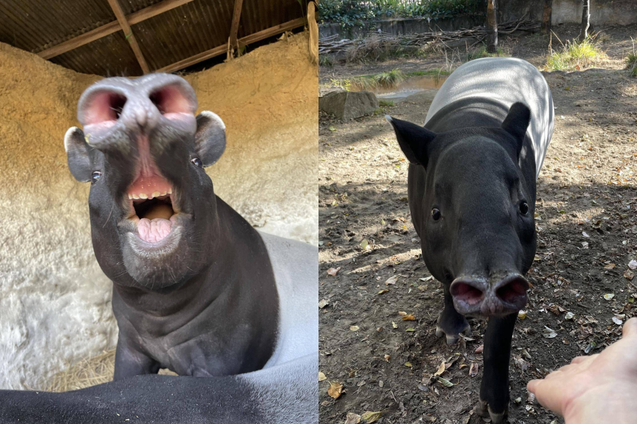 英雄有柔軟的鼻子,性格溫和親人。(翻攝自橫濱動物園官網)