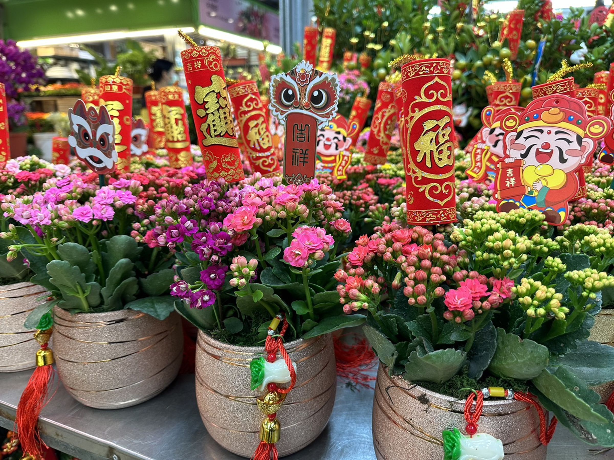 長壽花顧名思義象徵長壽,生命力旺盛。(台北花市提供)