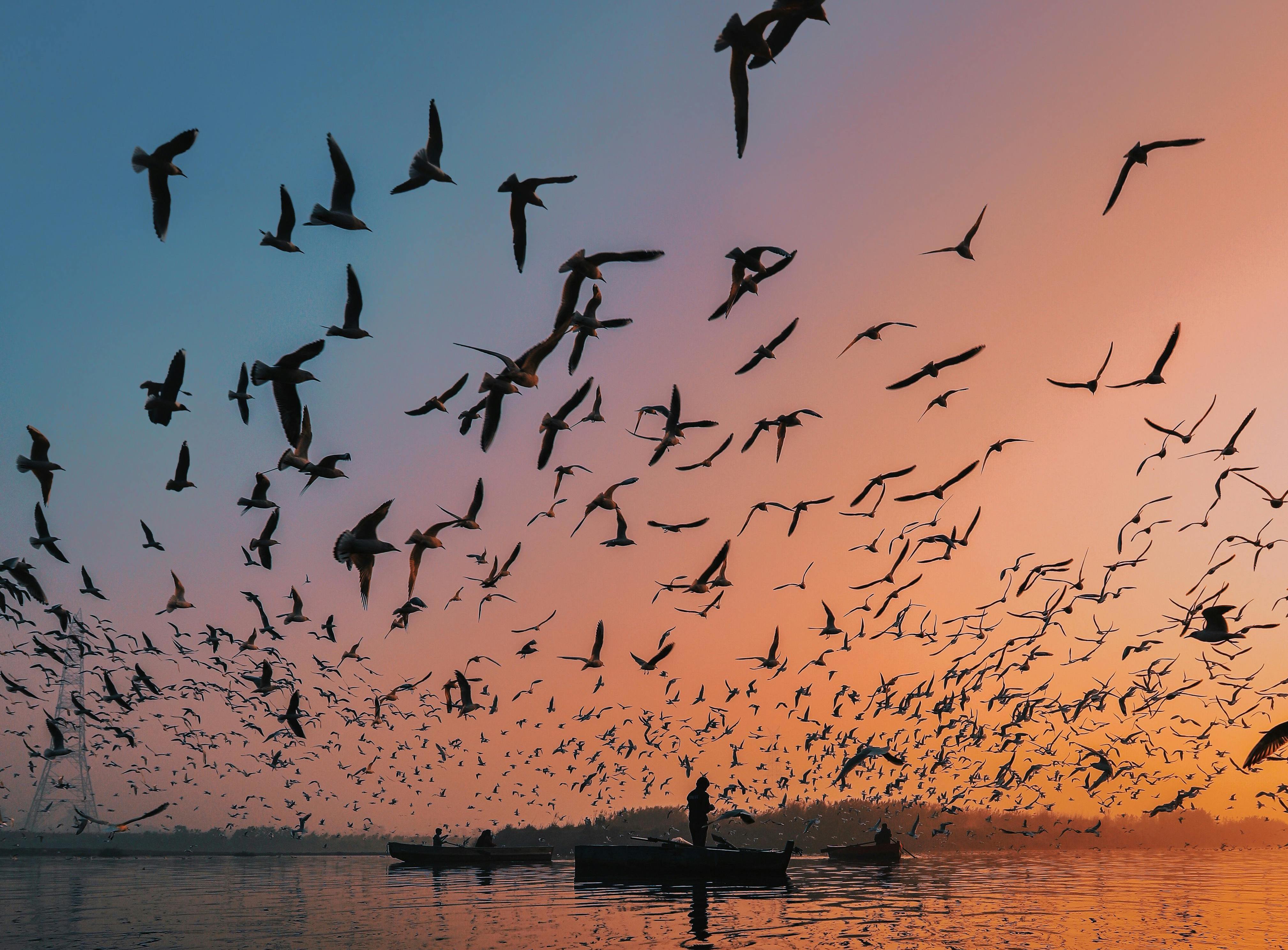 學者警告,若鳥類遷徙模式持續被打亂,恐引發人類社會連鎖危機。(示意圖,Pexels)