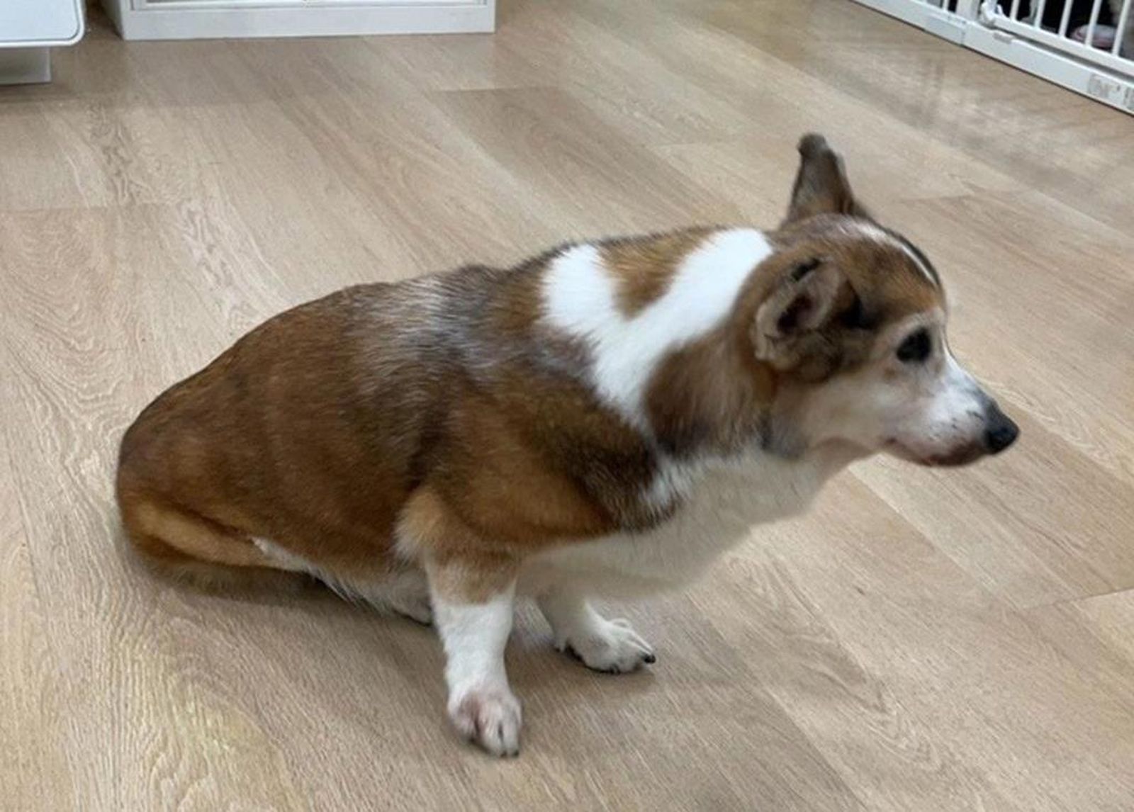 15歲失智柯基受虐躲角落狂發抖 茶聚加盟主到案了!稱一時情緒失控