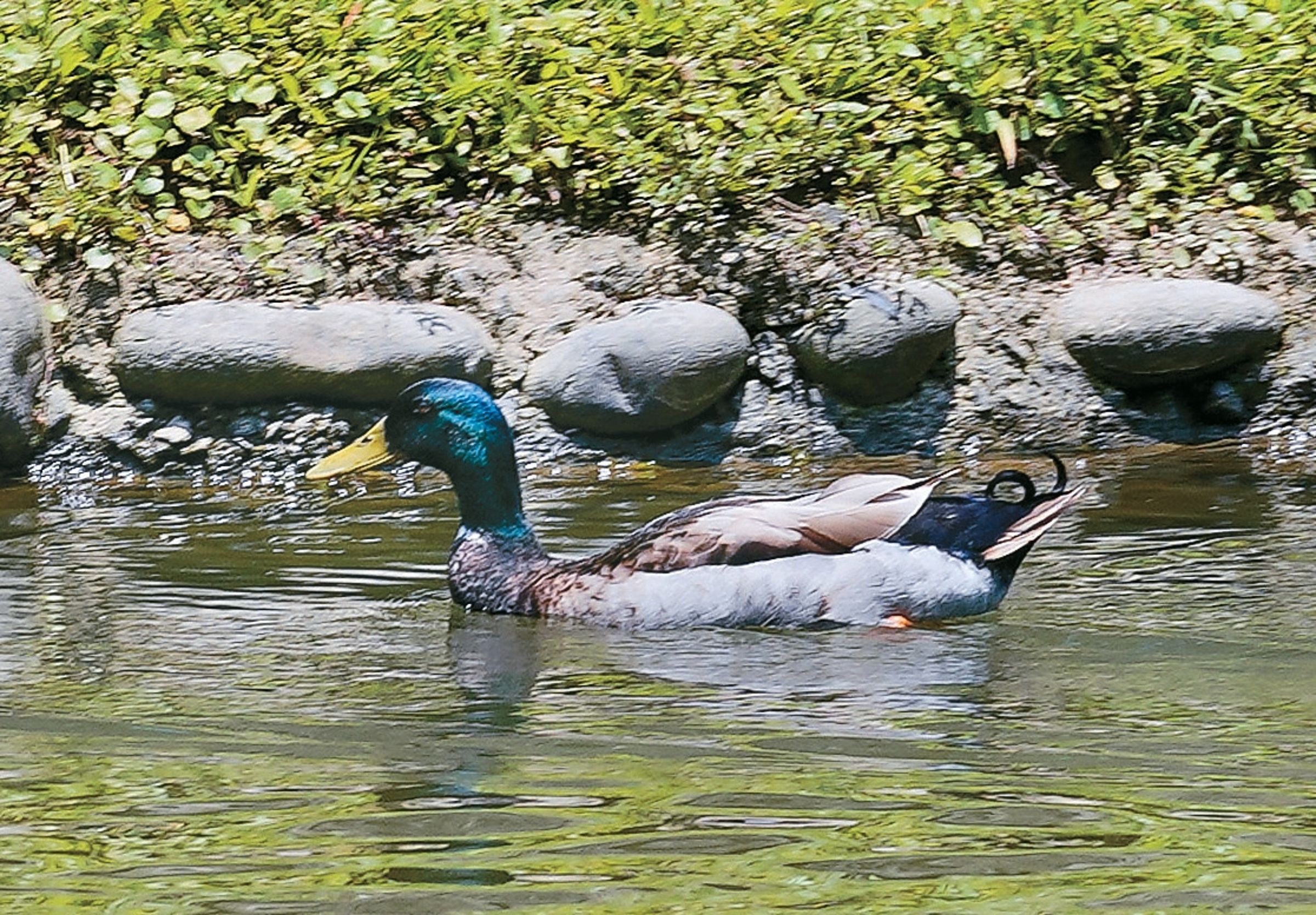 沿著南港公園湖畔漫遊,可見綠頭鴨悠遊的身影。(攝影/楊弘熙)