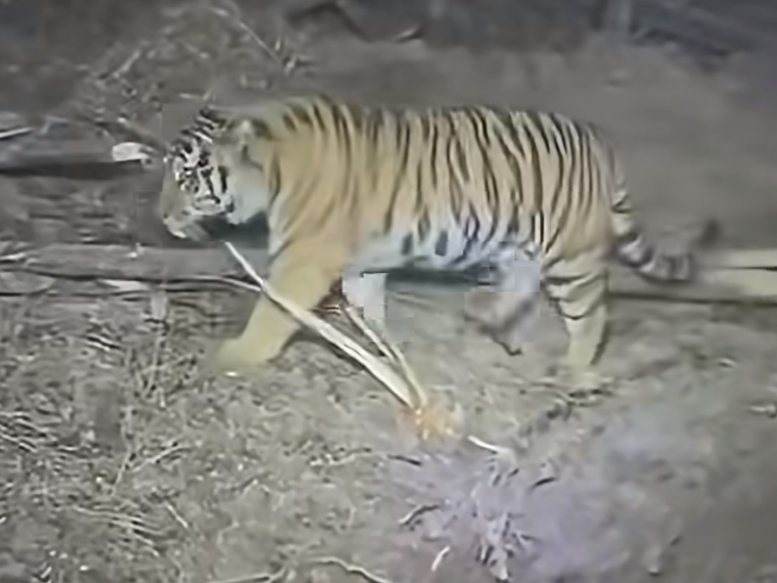 中國吉林一女子深夜在山區施工時,意外遭遇一隻東北虎。(翻攝自微博百姓關注)