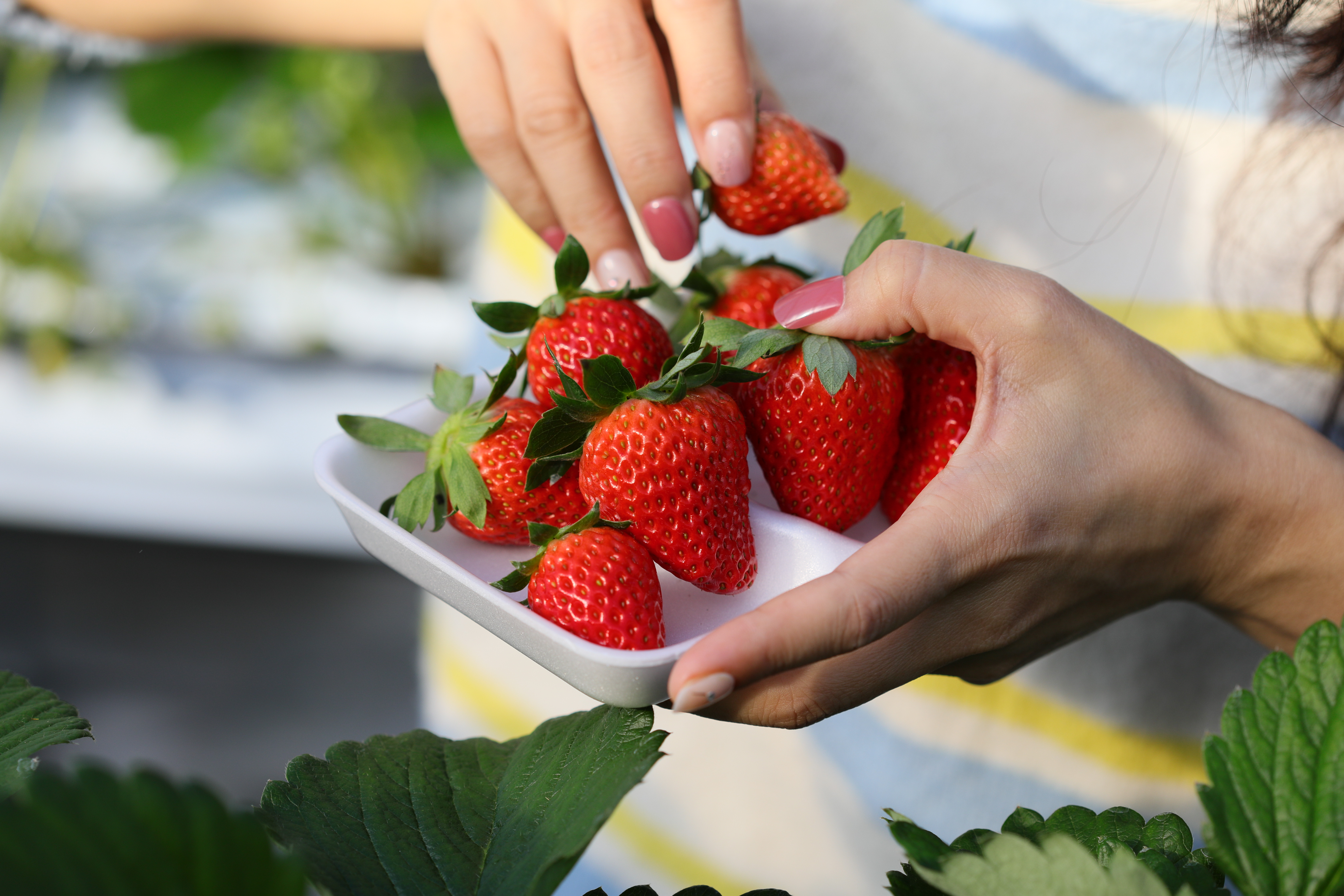 每年1到6月可到日本高知最大的採果園「西島園藝團地」，體驗當草莓富翁。