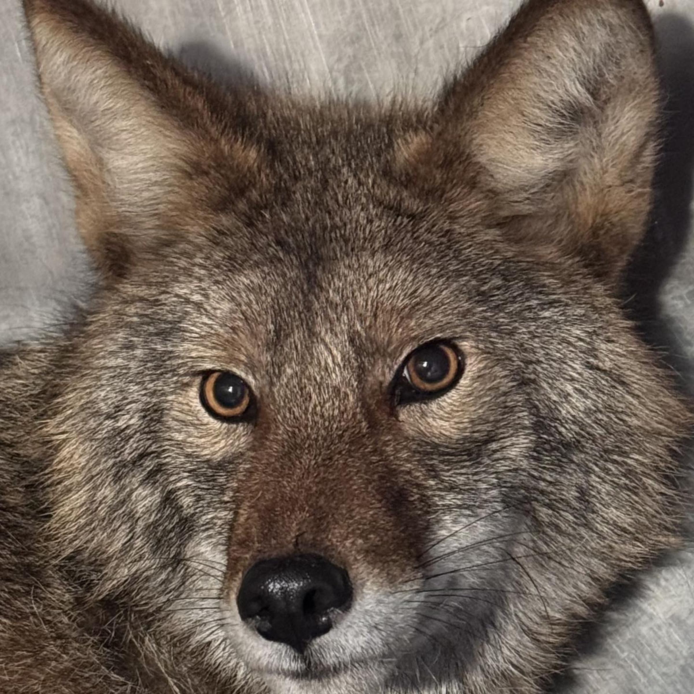 躲在超市冷藏庫的郊狼長相帥氣,引發網友討論。(翻攝Flint Creek Wildlife Rehabilitation臉書)