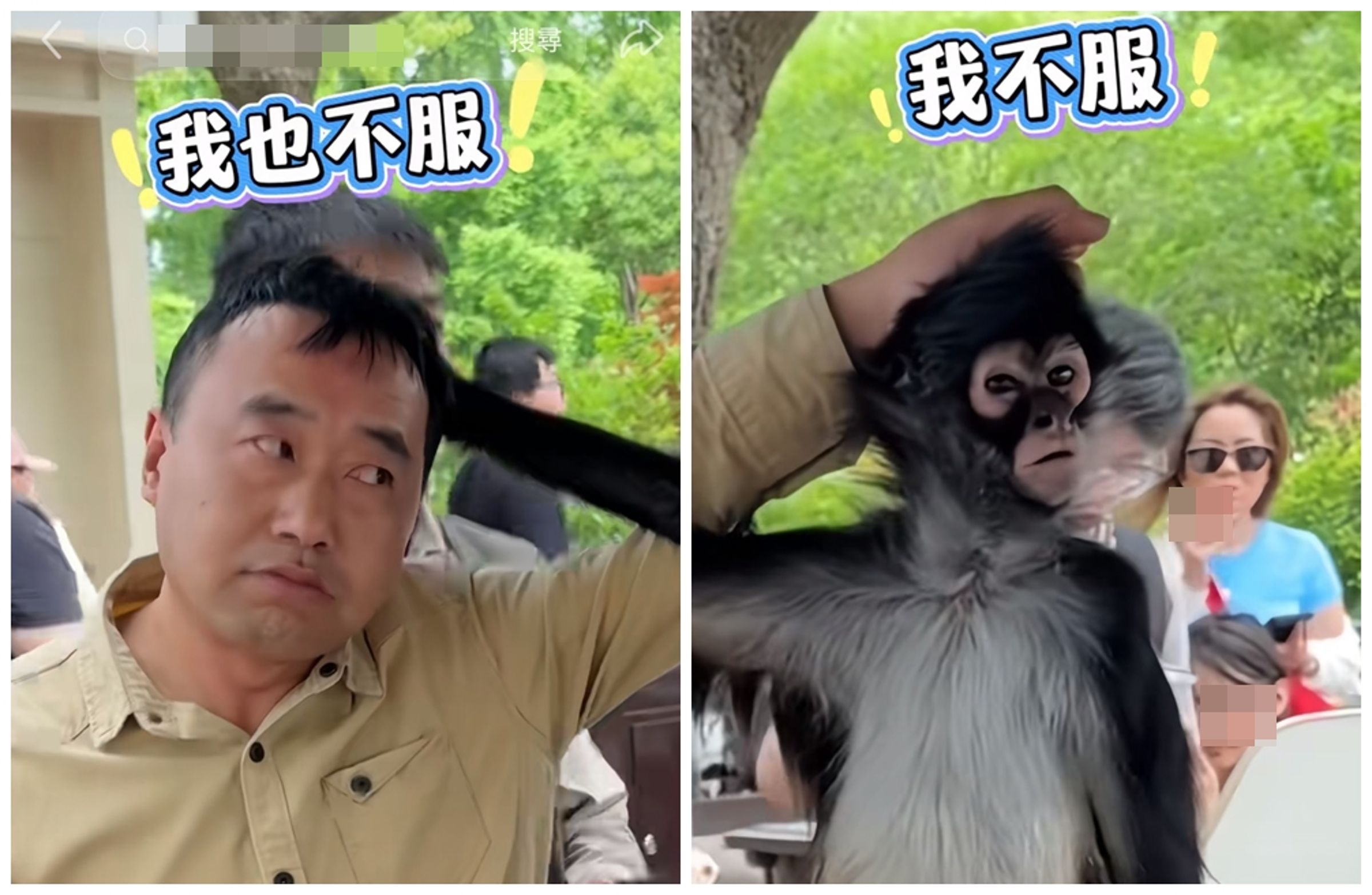 上海野生動物園的蜘蛛猴豆豆對自己的保育員出手,沒想到保育員也立刻還手,雙方僵持不下。(翻攝上海野生動物園小紅書)